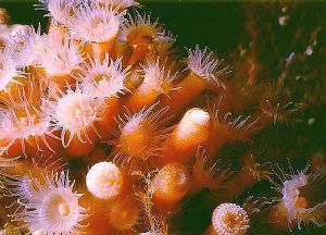 Tube Anemones, Vancouver, BC S&S MMIIEX  by Dave Bartoo 
